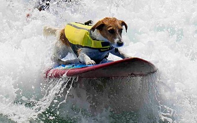 Surfer dog Efruz, a Jack Russell terrier, loves to surf in Peru