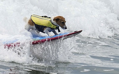 ‘He loves the sea’: Meet Efruz, the surfing Jack Russell terrier