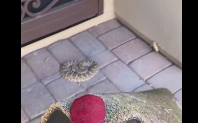 Arizona woman finds rattlesnake hiding under her welcome mat