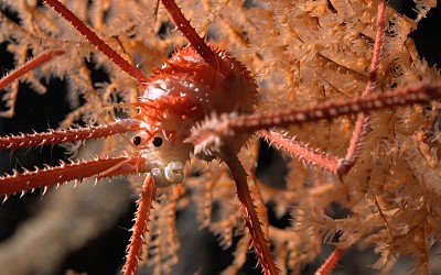 Robot discovers over 100 new marine species in Chile's seamounts