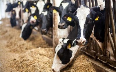 Illness Impacting Dairy Cattle Is Confirmed as Highly Pathogenic Avian Flu