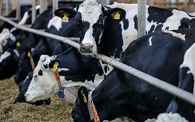 Is Milk Safe to Drink Right Now? How Bird Flu in Dairy Cows Affects Milk