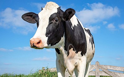 Bird Flu Found in Cow Milk in Texas and Kansas