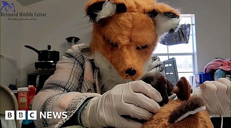 Wildlife staff wear fox mask to care for rescued kit