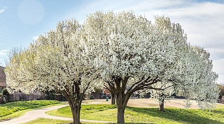 Missouri will help replace your smelly Bradford pear trees
