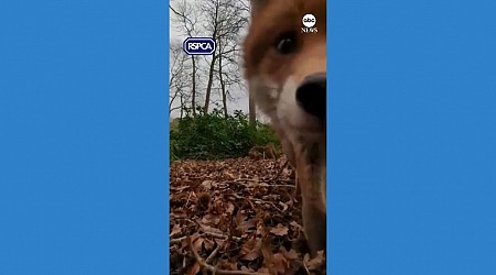 WATCH: Animal rescuer's phone stolen by curious fox