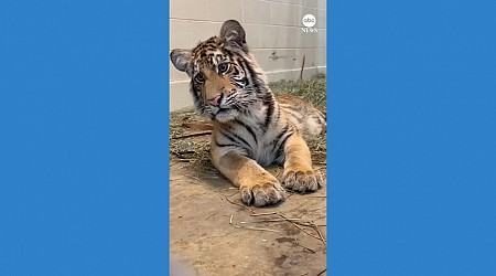 WATCH: Rescued tiger cub intrigued by tiger documentary