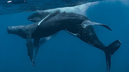 In a 1st, photo snapped of 2 male humpback whales having sex