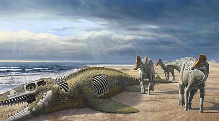 Duckbill dinosaur discovery in Morocco – expert unpacks the mystery of how they got there
