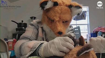 WATCH: Caretakers at wildlife center wear fox mask to help comfort orphaned pup