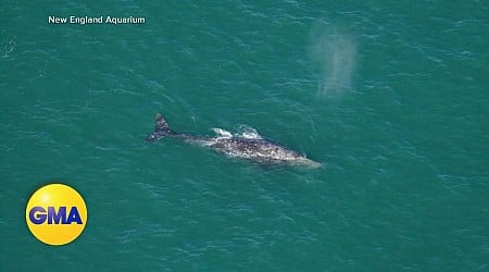 WATCH: Rare gray whale sighting in the Atlantic
