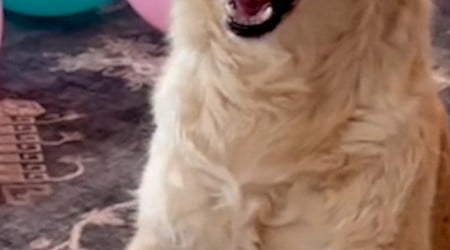 WATCH: Partially paralyzed dog celebrates 13th birthday in style