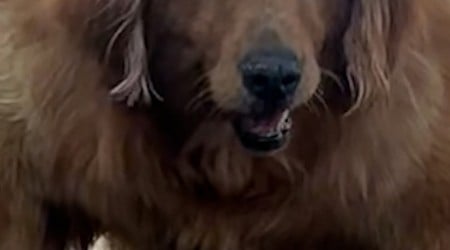 WATCH: Golden Retriever who was obese and couldn't stand now loves chasing tennis balls