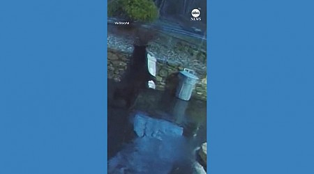 WATCH: Gang of bears steal trash can from driveway