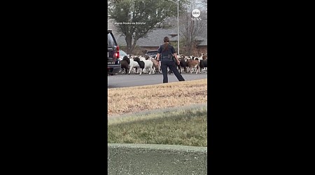 WATCH: To protect and... herd? Police in Texas help round up escaped goats