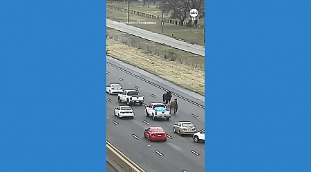 WATCH: Loose horses weave through cars on Cleveland highway