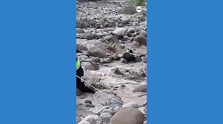 WATCH: Agents rescue dog from swollen river in Peru