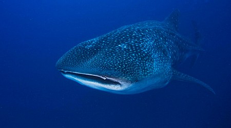 How To Save Peru’s Biggest Fish: The Whale Shark