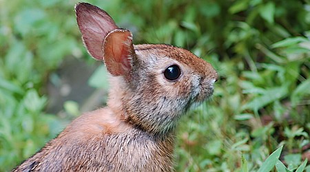 Rare rabbit could be at risk in NC, and scientists are rushing to collect its poop