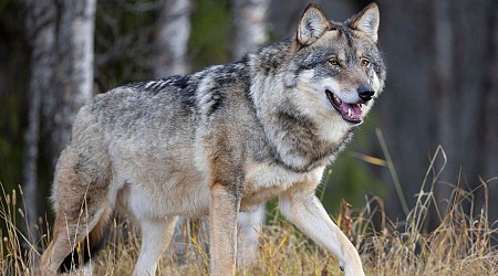 4 Consequences Of Reintroducing Wolves Into The Wild, According To A Biologist