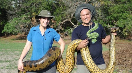 It’s Official: There’s Another ‘World’s Largest Snake’