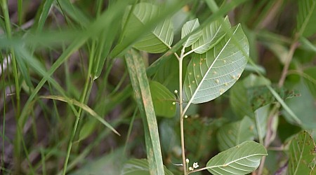 A crown rust fungus could help manage two highly invasive plants in Minnesota