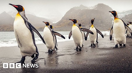 Bird flu infects penguins at famous wildlife haven