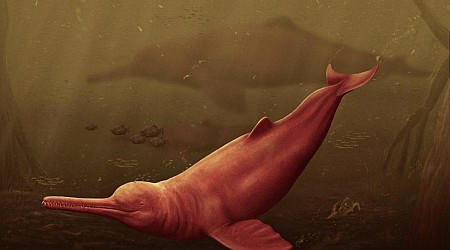 'The first dolphin of its kind:' Remains of ancient giant dolphin discovered in the Amazon.