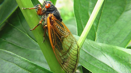 Cicadas' unique urination unlocks new understanding of fluid dynamics