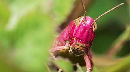 9-year-old Arkansas girl catches rare pink grasshopper, names it Millie