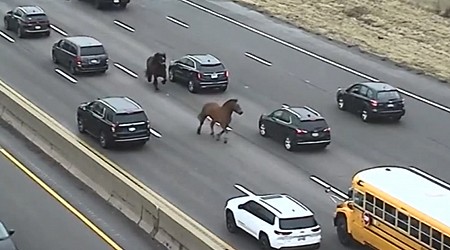 Two Horses Gallop Freely on Cleveland Highway After Escaping from Stable