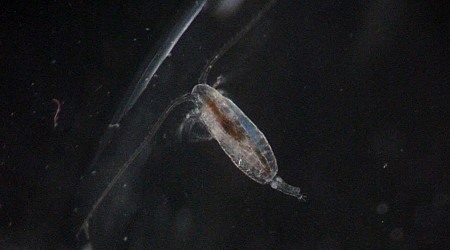 Sinking plankton poo could help store more carbon in the ocean