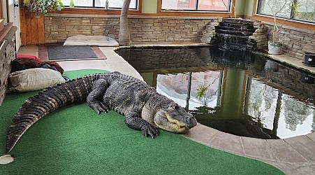 A New York man's pet alligator was seized after 30 years. Now, he wants Albert back