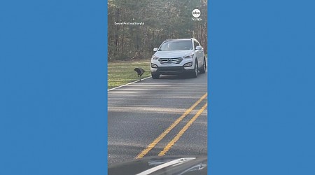 WATCH: South Carolina driver blocked by feisty turkey