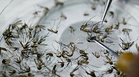 Eerste doden door infectieziekte dengue op Curaçao – ministerie waarschuwt toeristen