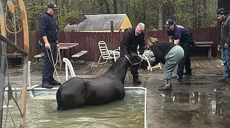 Trapped horse hoisted from swimming pool in Georgia