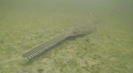 Sawfish are spinning, and dying, in Florida waters as rescue effort begins