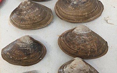 Surf clams off the coast of Virginia reappear and rebound