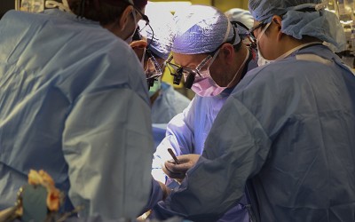 A Man Has Received the First Pig-Kidney Transplant
