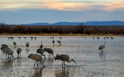 Bird Photography in New Mexico’s Rio Grande Valley