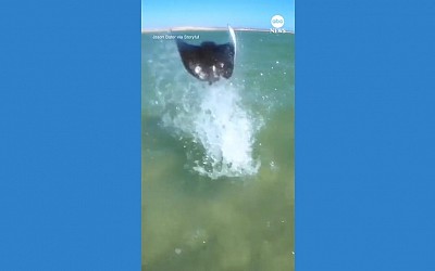 WATCH: Stingray leaps out of ocean in front of kitesurfer