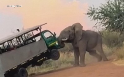 WATCH: Elephant caught on camera attacking safari truck