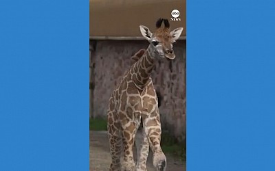 WATCH: Baby giraffe plays outside for 1st time since birth