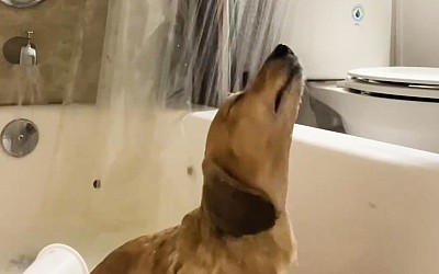 WATCH: Watch this happy dachshund enjoy his shower time