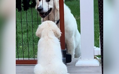 WATCH: Watch the moment this dog patiently introduces himself to his new puppy brother