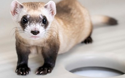 Two Endangered Ferrets Cloned From Genes of Critter Frozen in 1980s