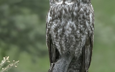 Machine learning provides a new picture of the great gray owl