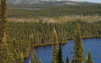 Boreal forest and tundra regions worst hit over next 500 years of climate change, climate model shows