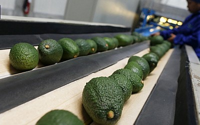 158.000 Tonnen importiert: Der große Hunger auf Avocados