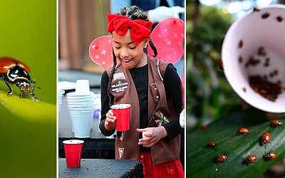 In Photos: 144,000 Ladybugs Released Into the Mall of America on Earth Day